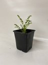Cumin CARUM CARVI - 1 pc
