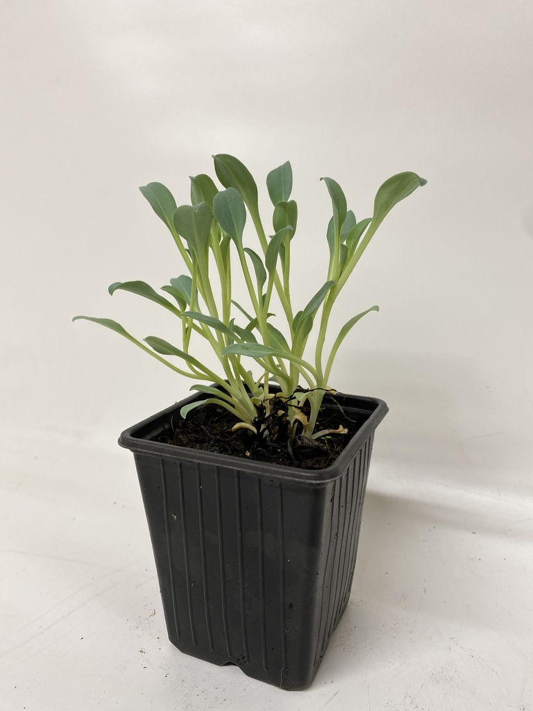 Feuille d'huitre MERTENSIA MARITIMA - 1 pc