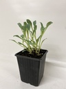 Oesterblad MERTENSIA MARITIMA - 1 st