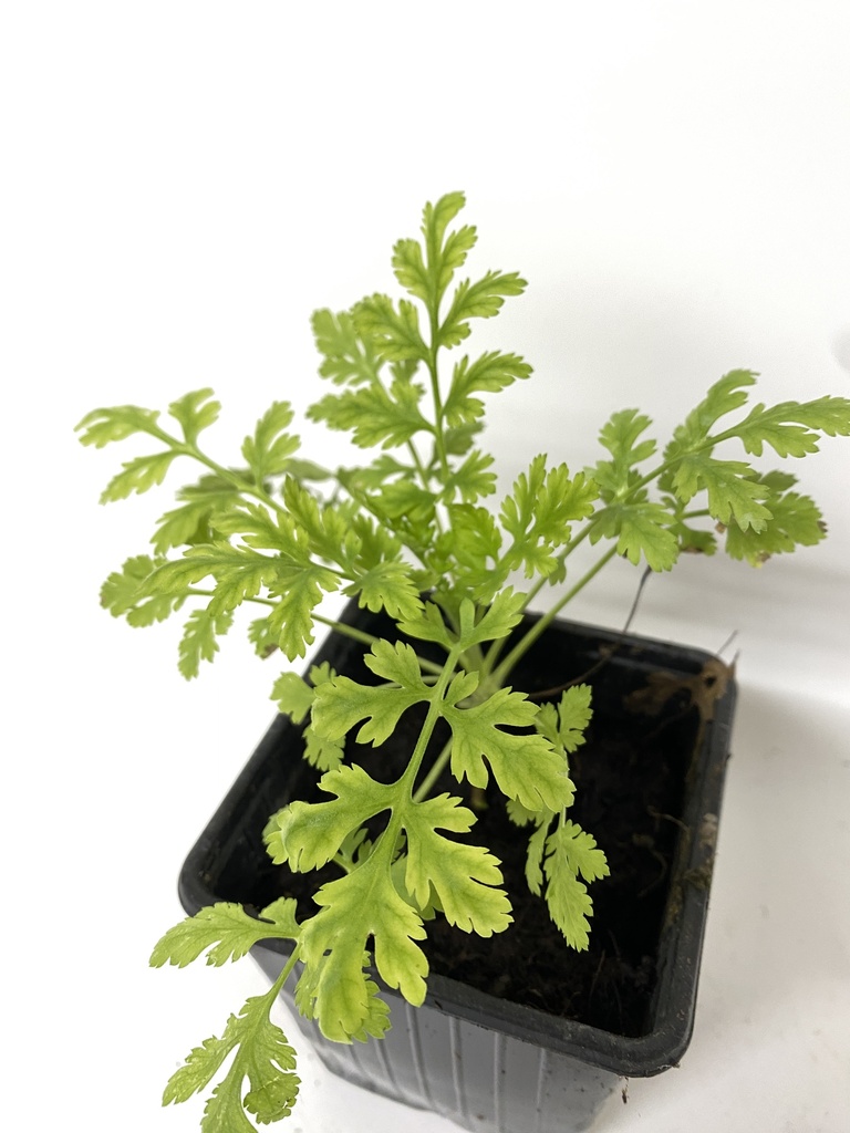 Moederkruid TANACETUM PARTHENIUM - 1 st