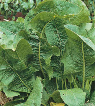 Mierikswortel ARMORACIA RUSTICANA - 1 st