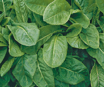 Bloemloze zuring RUMEX MONTANUS desfontaines - 1 st