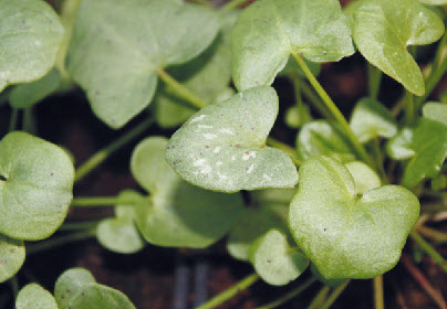 Zilverzuring of Spaanse zuring RUMEX SCUTATUS - 1 st