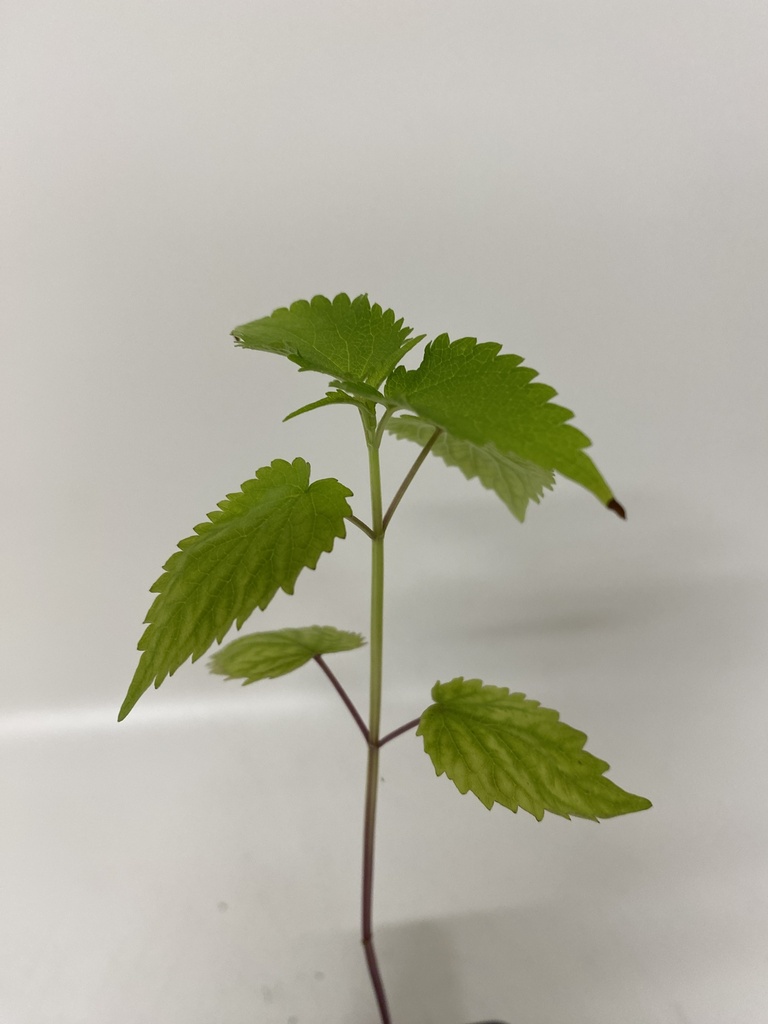 Boerenwormkruid TANACETUM BALSAMITA - 1 st