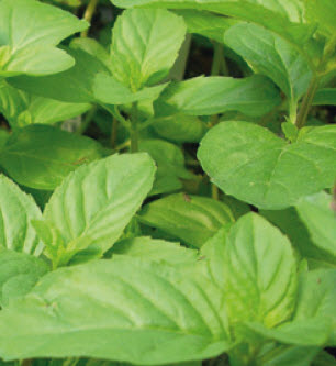 Menthe orange MENTHA CITRATA ORANGE - 1 pc