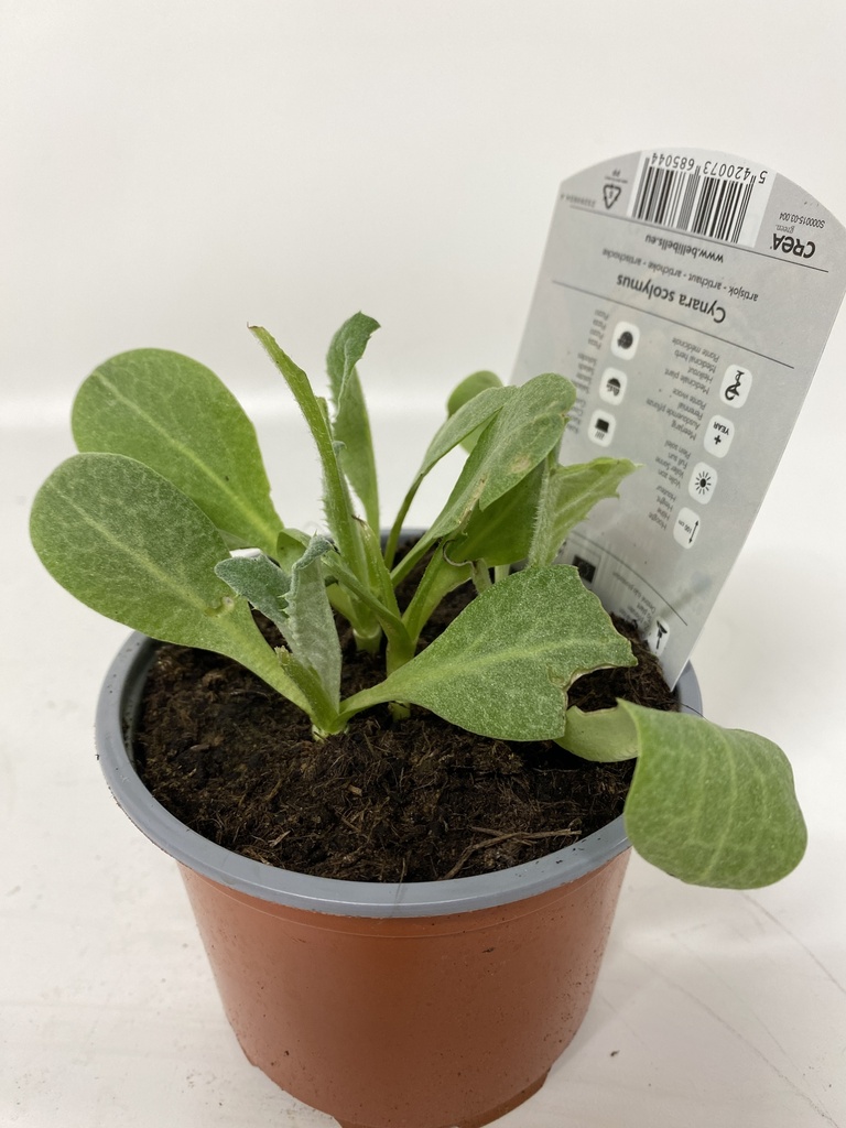 CYNARA SCOLIMUS artisjok - 1 st