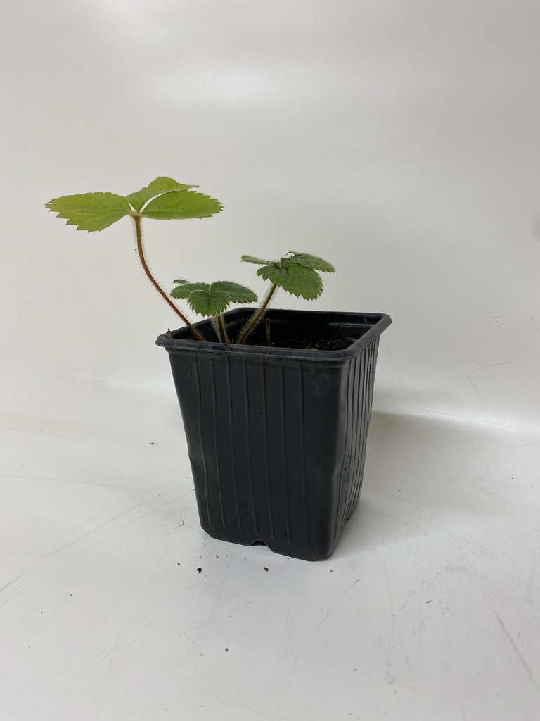 Echinacea PURPUREA - 1 st