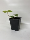 Echinacea PURPUREA - 1 st