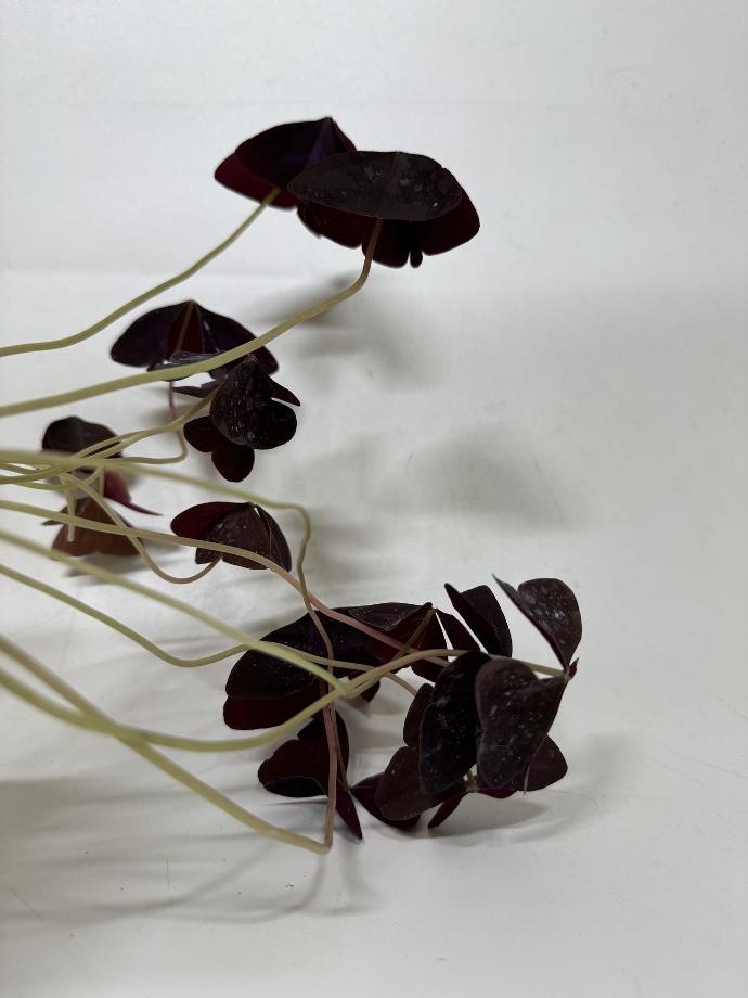 Klaverzuring rode OXALIS TRIANGULARIS - 1 st