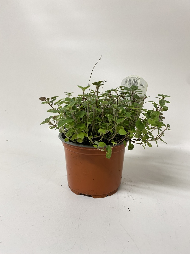 Marjolein ORIGANUM VULGARE - 1 st