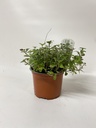 Marjolein ORIGANUM VULGARE - 1 st