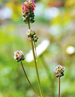 Pimprenelle SANGUISORBA MINOR - 1 pc