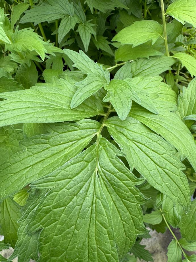 Valeriaan VALERIANA OFFICINALIS - 1 st