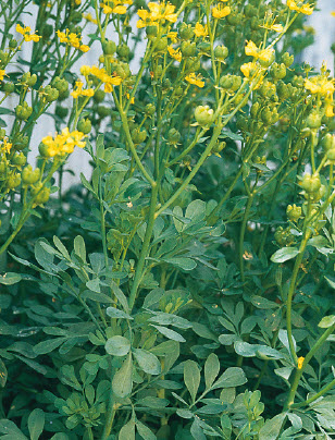 Wijnruit RUTHA GRAVEOLENS - 1 st