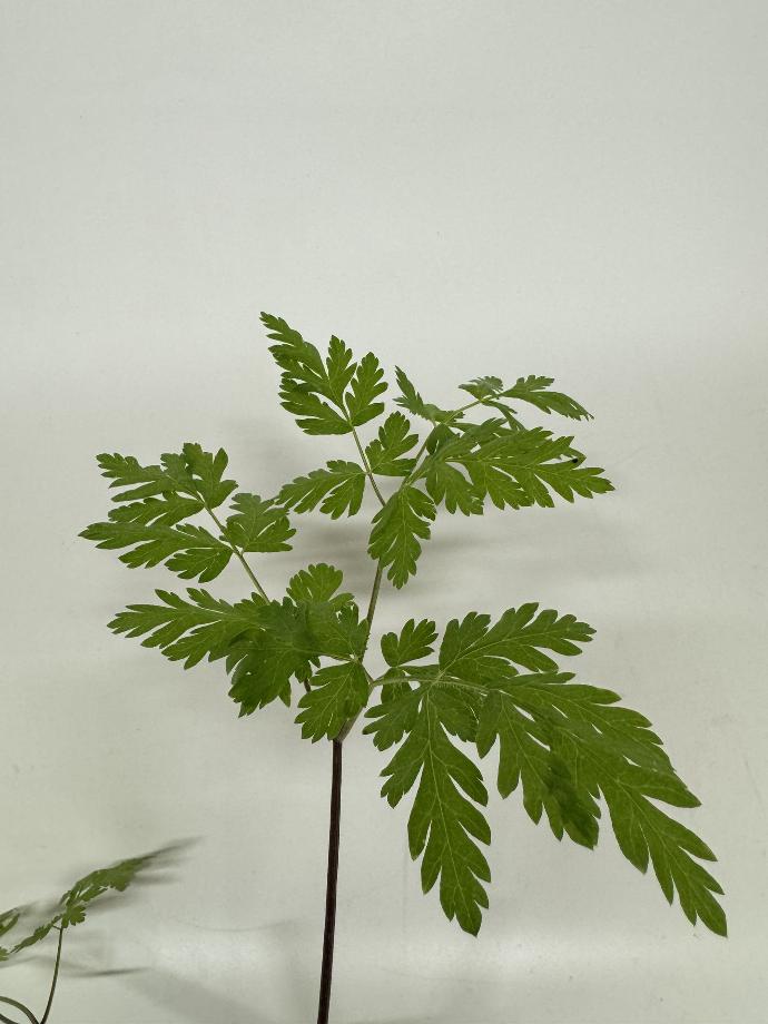 Cerfeuil MYRRHIS ODORATA - 1 pc