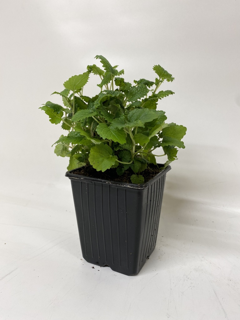 Melisse MELISSA OFFICINALIS - 1 pc