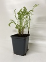 Absint ARTEMISIA ABSINTHIUM - 1 st