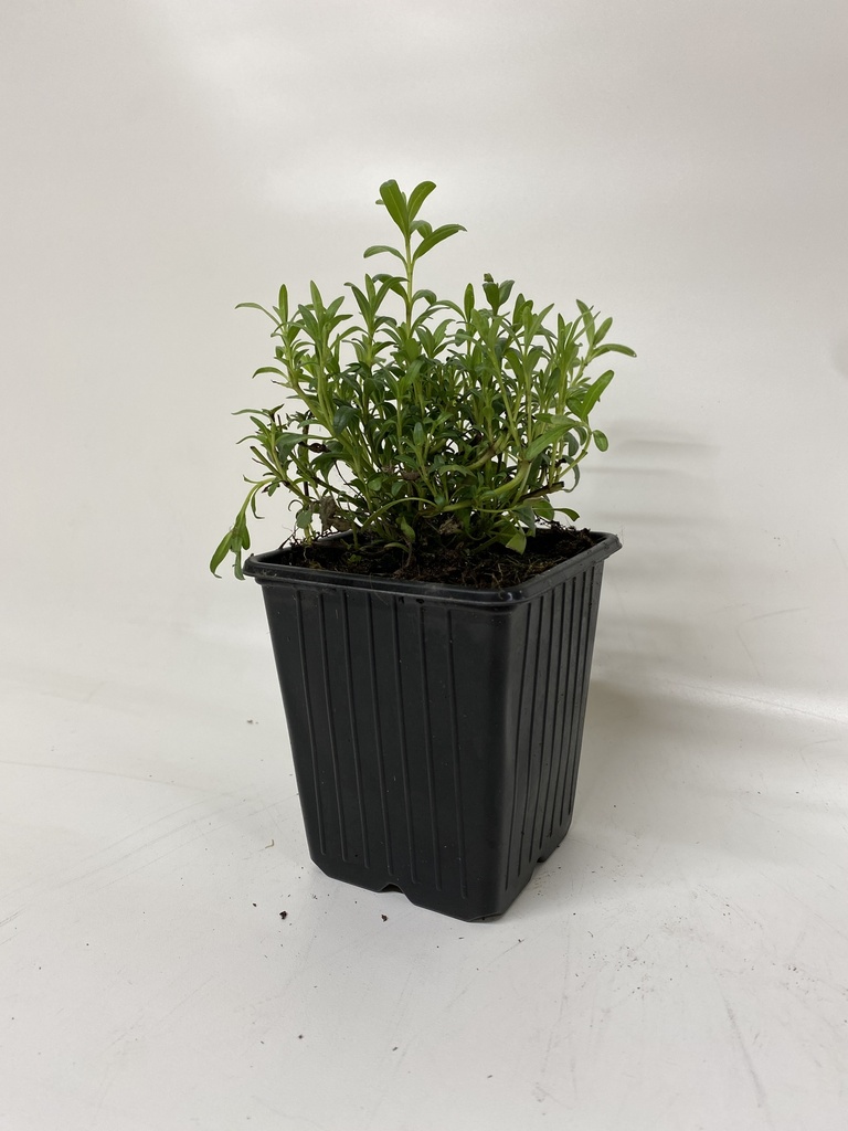 Hysop HYSSOPUS OFFICINALIS - 1 st