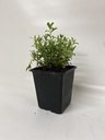 Hysop HYSSOPUS OFFICINALIS - 1 st