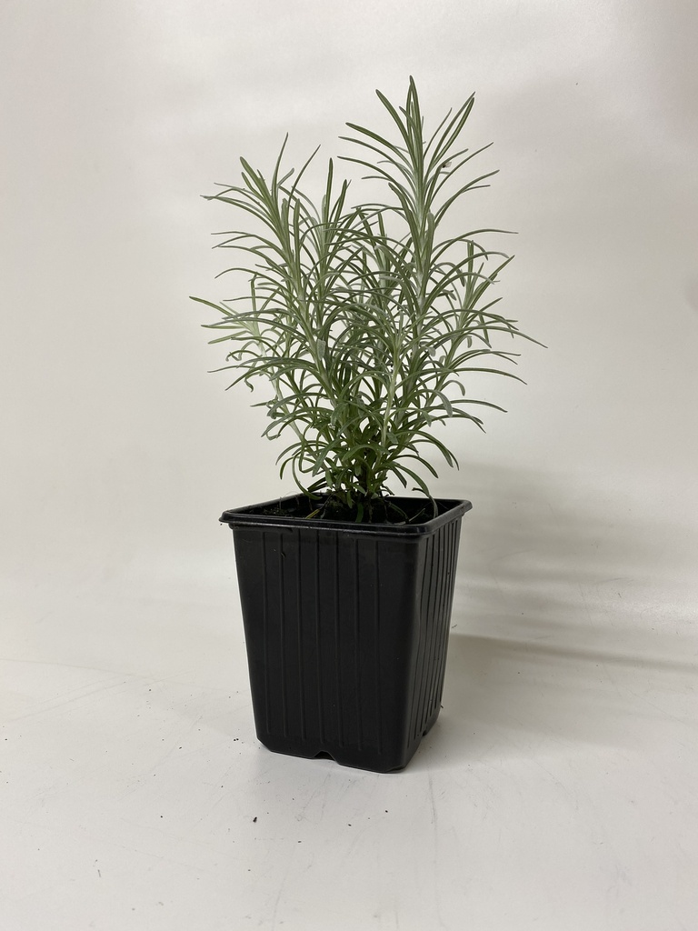 Kerrieplant HELICHRYSUM ITALICUM - 1 st