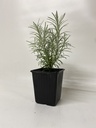 Kerrieplant HELICHRYSUM ITALICUM - 1 st