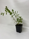 Kruizemunt MENTHA SPICATA CRISPA - 1 st