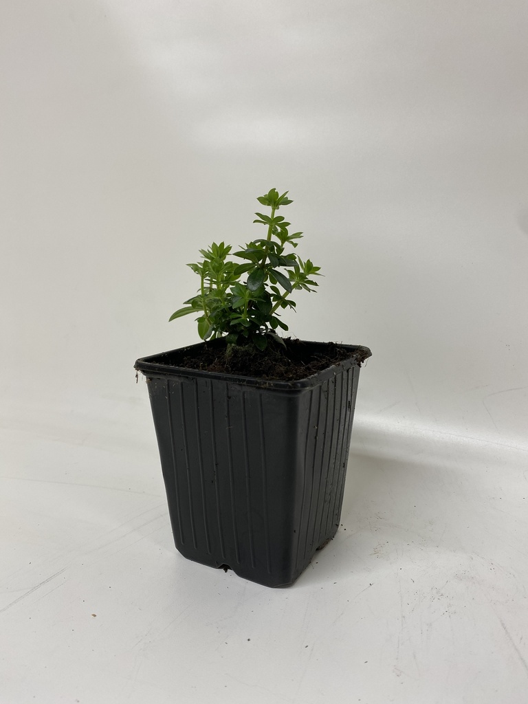 Lievevrouwebedstro ASPERULA ODORATUM - 1 st