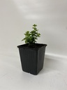 Asperule ASPERULA ODORATUM - 1 pc