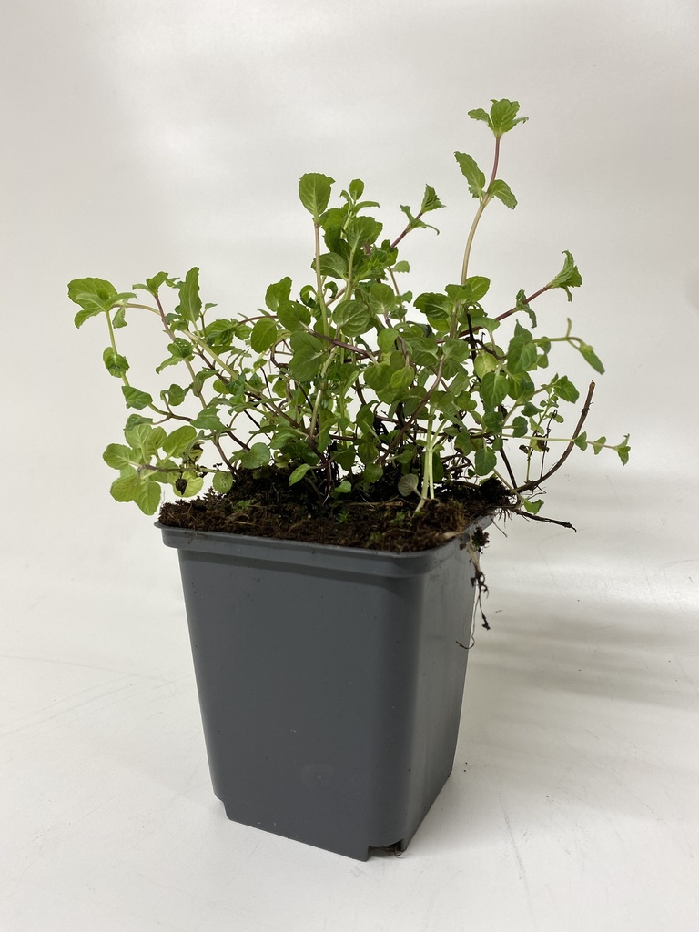 Pepermunt MENTHA NIGRICANS PIPERITA - 1 st