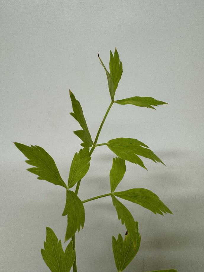 Ache de montagne LEVISITCUM OFFICINALE - 1 pc