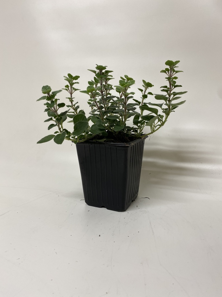 Marjolein ORIGANUM HOT & SPICY - 1 st