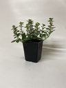 Marjolein ORIGANUM HOT & SPICY - 1 st