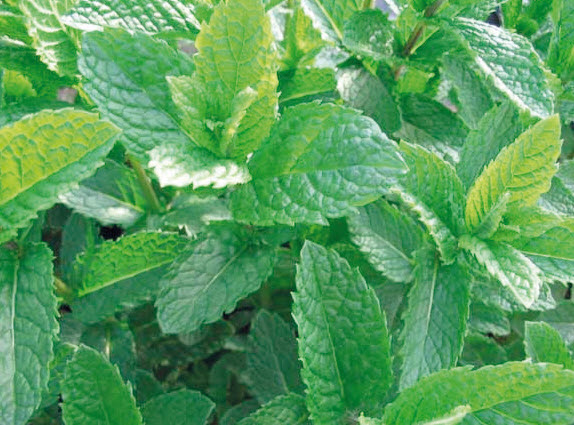 Marokkaanse munt MENTHA SPICATA MOROCCAN - 1 st
