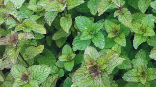 Mentha BERGAMOTMUNT - 1 st
