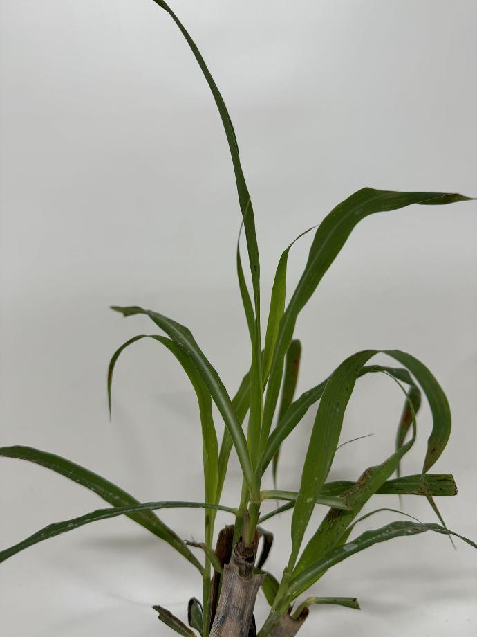 Citroengras CYMBOPOGON CITRATUS - 1 st