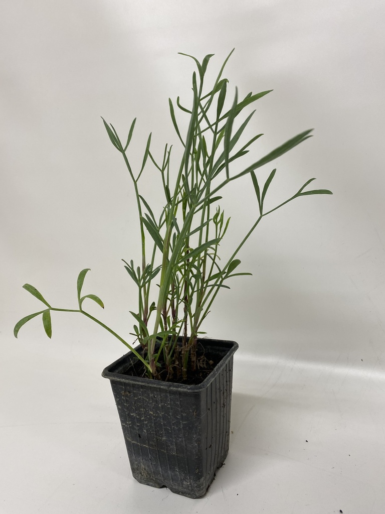 Fenouil maritime CRITHMUM MARITIMUM - 1 pc