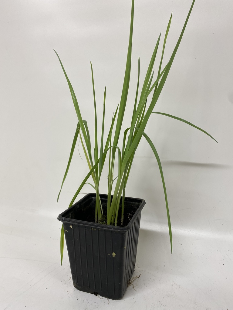 Poireau vivace ALLIUM AMPELOPRASUM - 1 pc