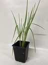 Poireau vivace ALLIUM AMPELOPRASUM - 1 pc
