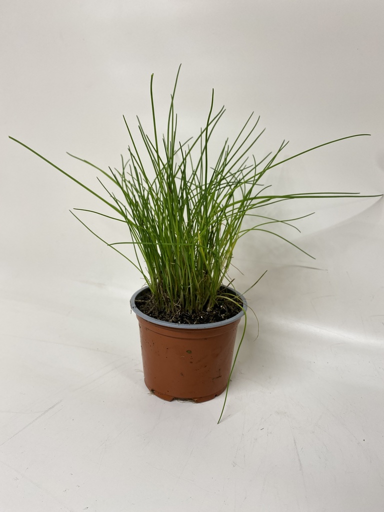 Ciboulette ALLIUM SCHOENOPRASUM fine - 1 pc