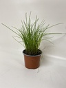 Ciboulette ALLIUM SCHOENOPRASUM fine - 1 pc