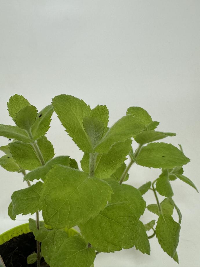 Menthe pomme MENTHA SUAVEOLENSE - 1 pc