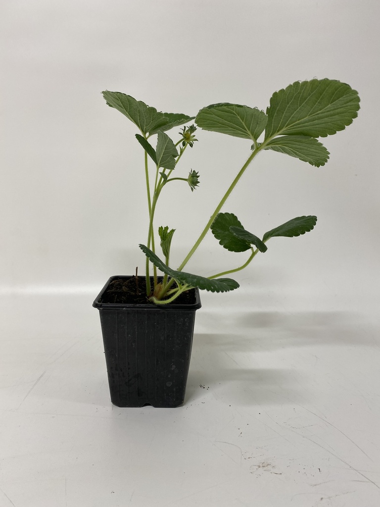 FRAISE FRAMBOISE - 1 pc