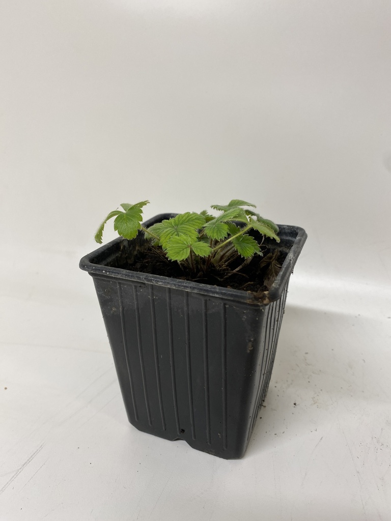 FRAISES DE BOIS BLANC - 1 pc