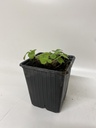 FRAISES DE BOIS BLANC - 1 pc