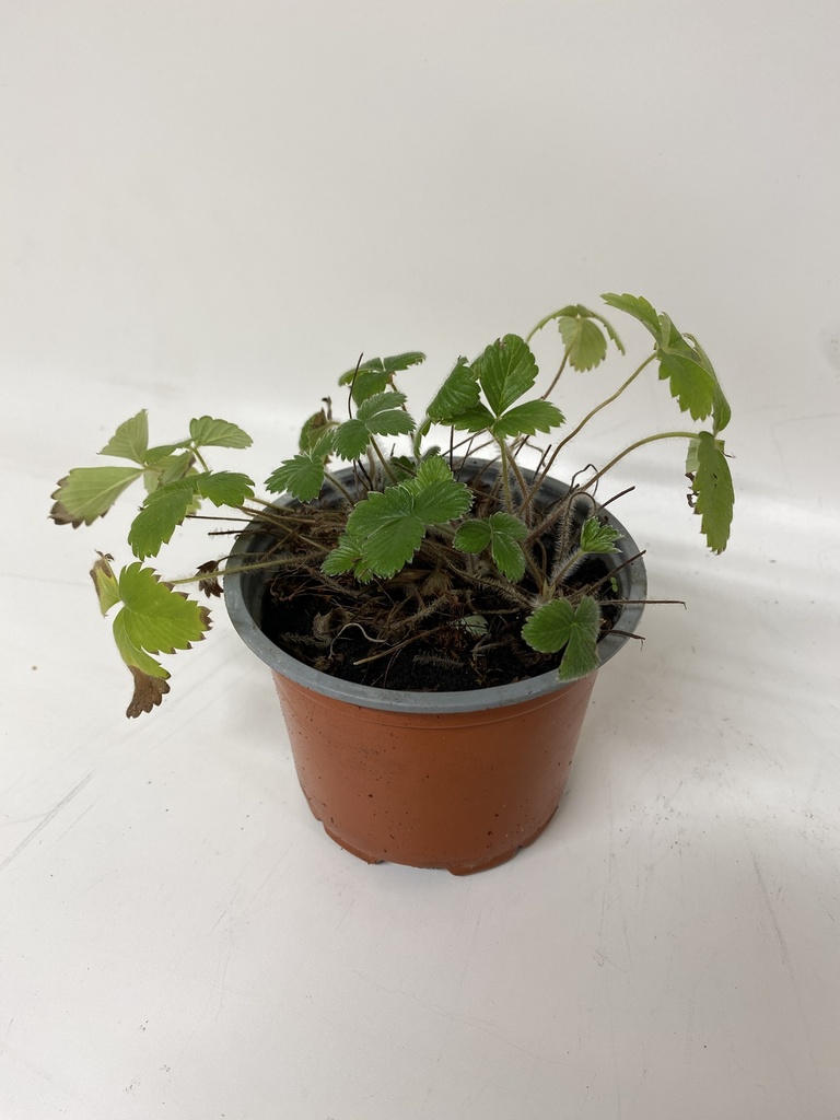 Fraises des bois FRAGARIA VESCA - 1 pc