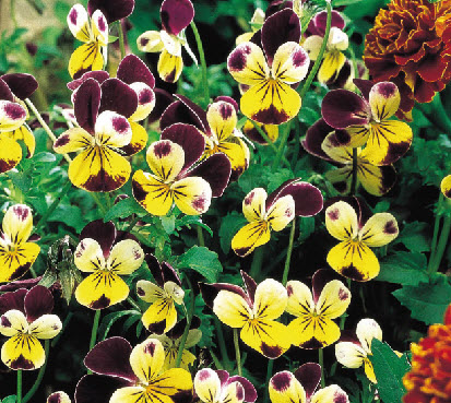 Eetbaar viooltje VIOLA - 1 st