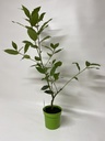 Laurier LAURUS NOBILIS - 1 st