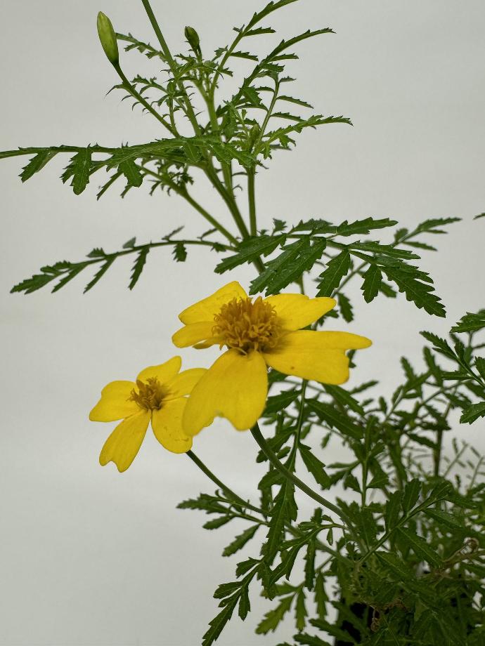 Citrusafrikaantje TAGETES TENUIFOLIA - 1 st