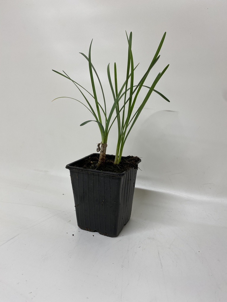 Ail de cape TULBAGHIA VIOLACEA - 1 pc