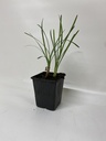 Ail de cape TULBAGHIA VIOLACEA - 1 pc